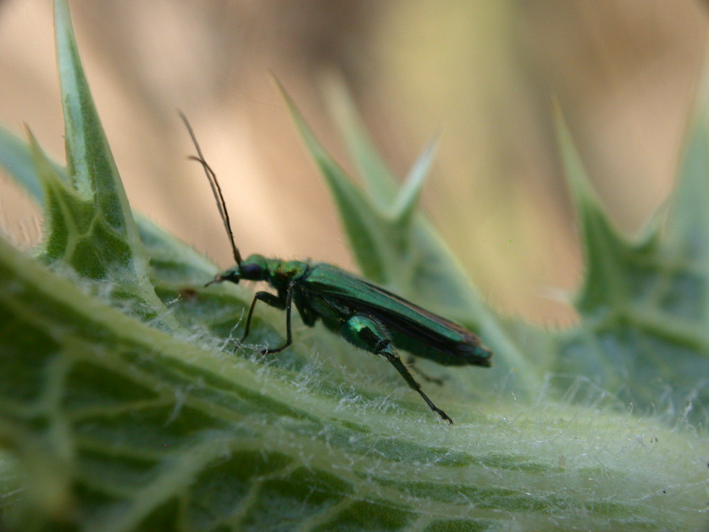 Che muscoli ...Oedemera nobilis